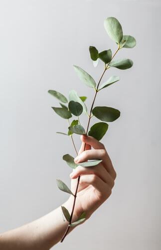 hand holding plant